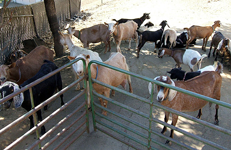 Goats on a farm